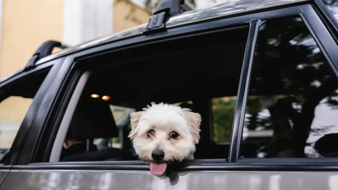 Which pets can join a Hopp Pet ride?